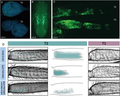 Characterisation of the role and regulation of Ultrabithorax in sculpting fine-scale leg morphology